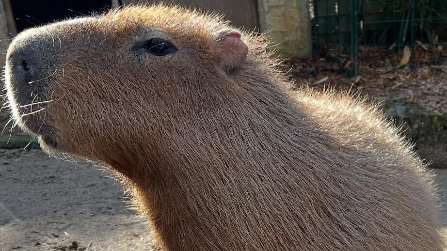 Capybara Cafe opens in Fort Lauderdale; Hurricanes play Wake Forest tonight